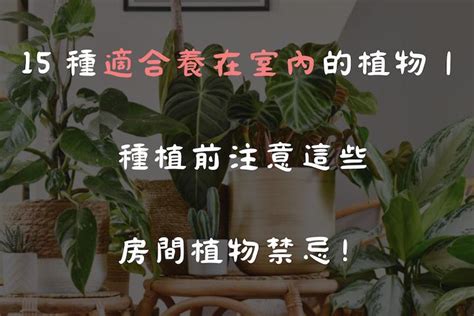 房間植物佈置|15 種適合養在室內的植物｜種植前注意這些房間植物 